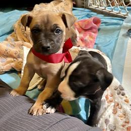 Gorgeous Pitbull Terrier Puppies Ready for New Homes! in Indianapolis, in