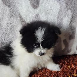 German Spitz Puppies Looking for New Homes in Seattle, wa