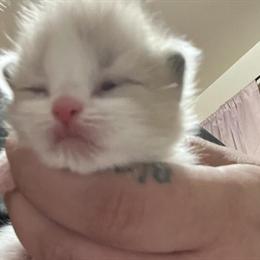 Ragdoll Kittens Available - Born March 25th, 2025 in Lancaster, pa