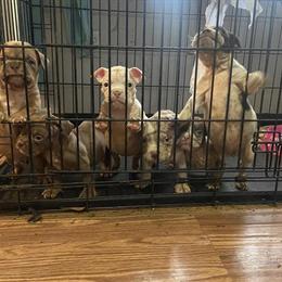 Micro Bully for Adoption in Winder, ga