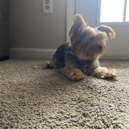 Yorkshire Terrier Teacup - 1 Year Old in Winder, ga