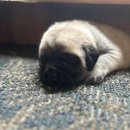 English Mastiff Puppies Ready for Forever Homes in Detroit, mi