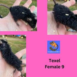 Angora and Texel Fancy Mice for Sale in Harrisonburg, va