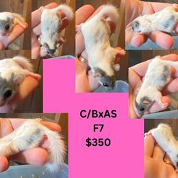 African Pygmy Dormice - High Pied and Standard Females Available in Harrisonburg, va