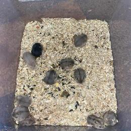 Dwarf Campbell Hamsters Available - Males and Females in Harrisonburg, va