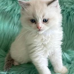Ragdoll Kittens Available - TICA Registered in Bushnell, fl