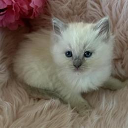 Ragdoll Kittens Available with Health Guarantee in Bushnell, fl