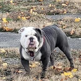 English Bulldog Stud Available in Sandusky, oh
