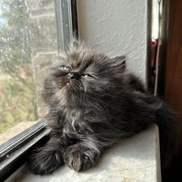 Persian Kittens for Adoption in Austin, tx