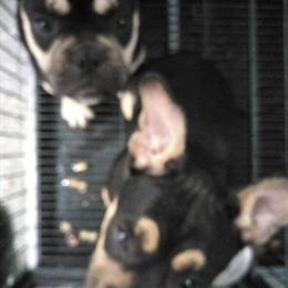 Bulldogs and Frenchies for Sale - Various Prices in Chicago, il