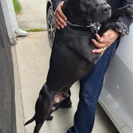 Pit Bull Open for Stud to Approved Females in Chicago, il