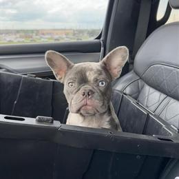 French Bulldogs Available from 2 Months to 1 Year in Cypress, tx