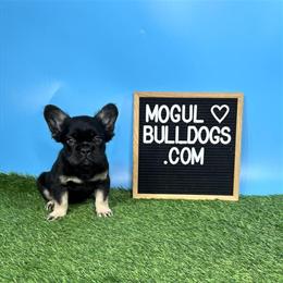 Fluffy French Bulldog Puppies for Sale in Cypress, tx
