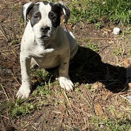 Pitbull Puppies Available in Columbia, sc