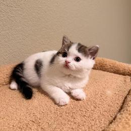 Scottish Fold Kittens Available Now in Denver in Denver, co