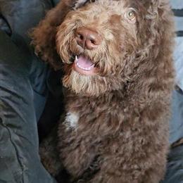 Chocolate Goldendoodle Puppy for Adoption in Brooksville, fl
