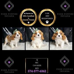 Cavalier King Charles Spaniel puppies ready for their forever homes! in Chicago, il
