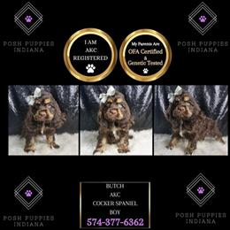 Cocker Spaniel puppies ready for loving homes in Chicago, il