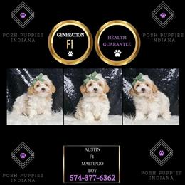 Maltipoo Puppies Ready for Adoption Now in Chicago, il