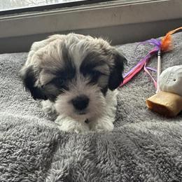 Teddy Bear Puppies for Christmas - $300 in Palatine, il