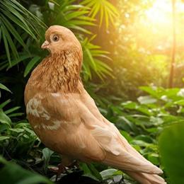 Portuguese Tumbler Pigeons Available in Kinston, nc