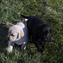 Labrador Puppies Available - 5 Weeks Old in West Springfield, ma
