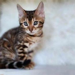 Bengal Brown Spotted Female Kitten for Sale in Palm Coast, fl