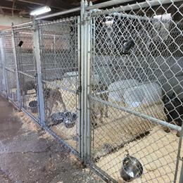 Heavy Duty Kennel System for Sale in Sheboygan, wi