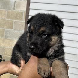 Stunning AKC German Shepherd Puppies Available in Pittsburgh, pa