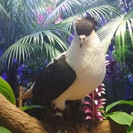 Saxon Swallows Pigeons Available for Purchase in Kinston, nc