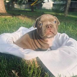 Micro bully pups seeking forever homes in Sioux Falls, sd