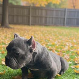 Blue Nano Female Bully Available in Washington, dc