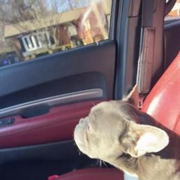 Adult Female French Bulldog for Sale in Washington, dc