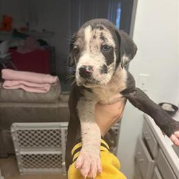 Great Dane/Cane Corso Mix Puppies for Adoption in Raleigh, nc