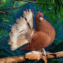 MIndian Fantails for Sale in Kinston, nc