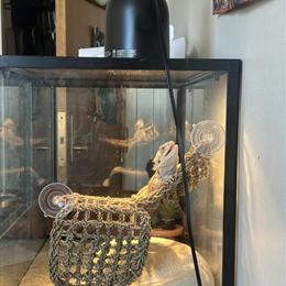 Bearded Dragon, 1 Year Old, Healthy Male for Rehoming in Troy, mi