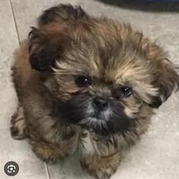 Shih Tzu Puppies - Playful and Great with Kids in Trenton, nj