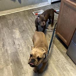 Beautiful Female Bully Puppy for Sale in Saint Paul, mn