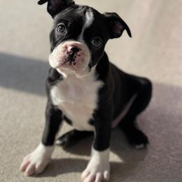 Boston Terrier Puppies Ready for Forever Homes in Gurnee, il