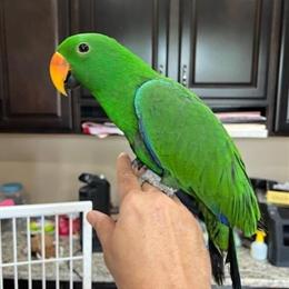 Eclectus Parrot - 1 Year Old Male Available in Auburn Hills, mi