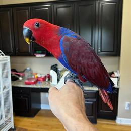 Female Eclectus Baby Bird Available in Auburn Hills, mi