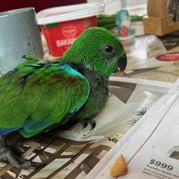 Eclectus Parrot Babies Available - 2 Months Old in Auburn Hills, mi