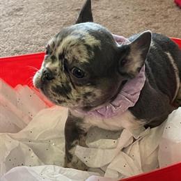 Lilac Female French Bulldog for Sale at $1800 in Virginia Beach, va