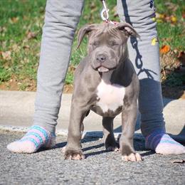 Pitbull Puppies for Sale - UKC Registered XL Breed in Houston, tx
