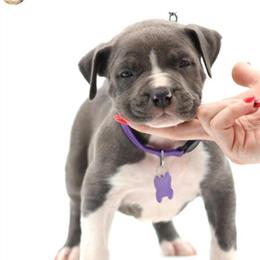 American Bully Puppies for Sale in Houston, tx
