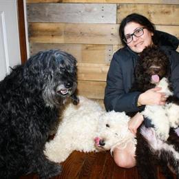 Aussiedoodles - Multigen, crate trained, health tested, up to date on shots in New Philadelphia, oh