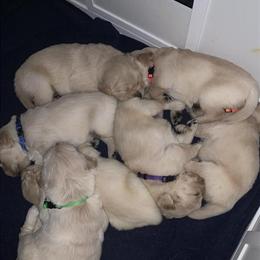 AKC Golden Retriever Puppies Available in Maineville, oh
