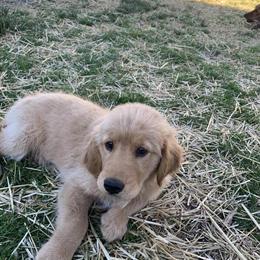Golden Retriever Puppy Available in Maineville, oh