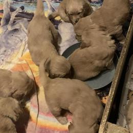 Female Golden Retrievers Available in Maineville, oh