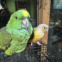 Amazon Parrot and Pineapple Conure for Adoption in North Royalton, oh